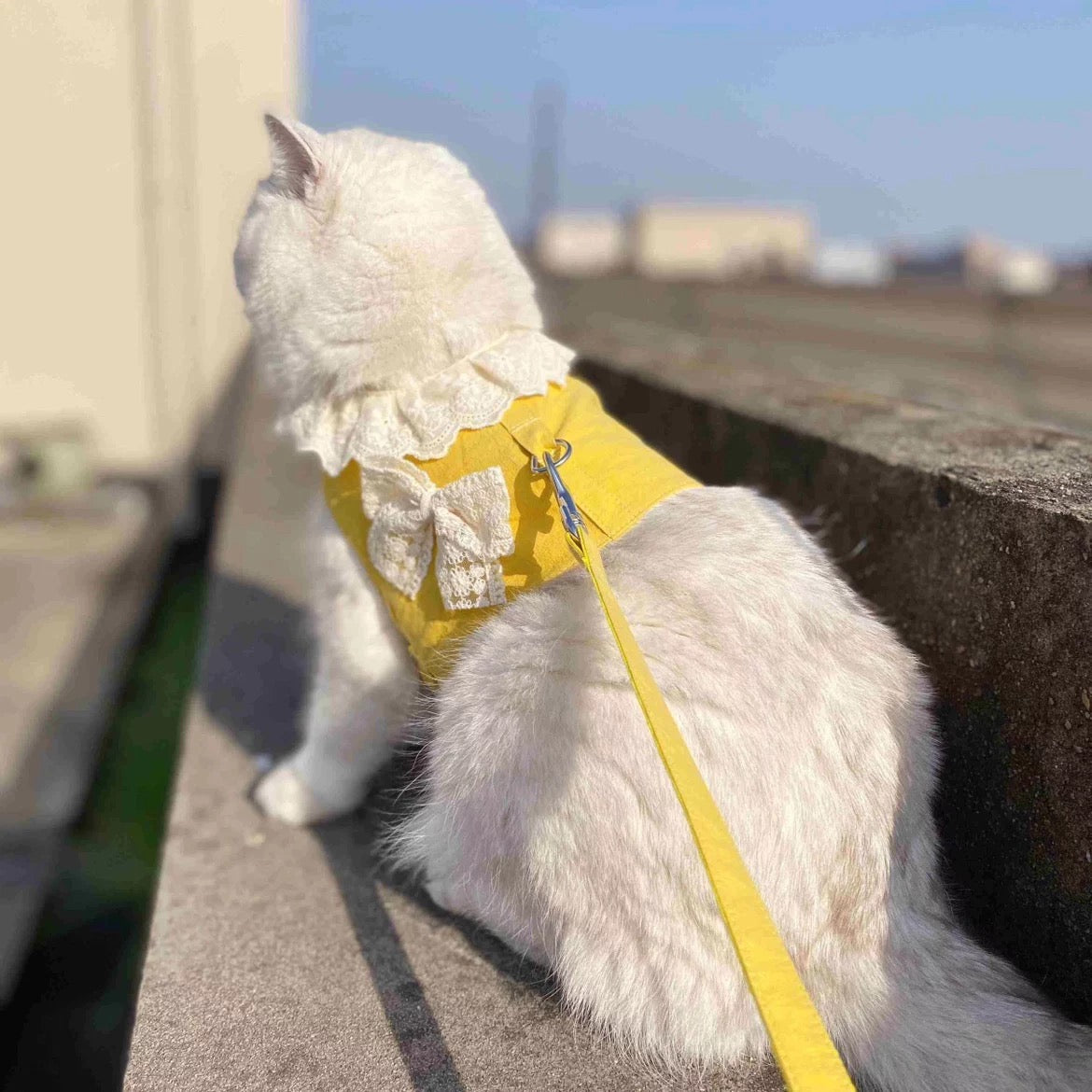 Lace Ribbon Harness +Leash Set, Mustard Yellow