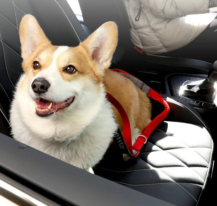 Car ride leash for pet 35-45inch