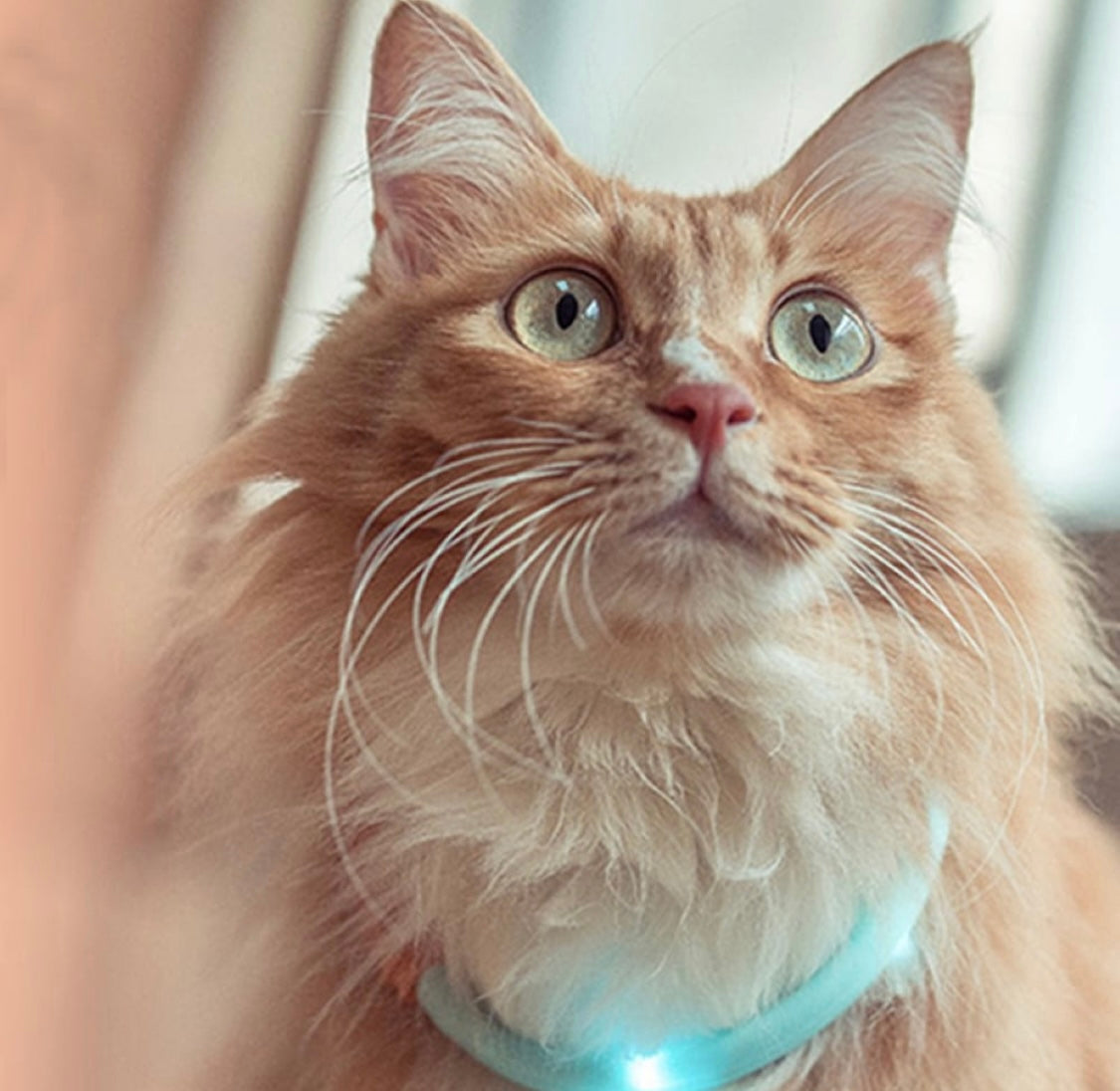 Light Up Collar for dog/cat