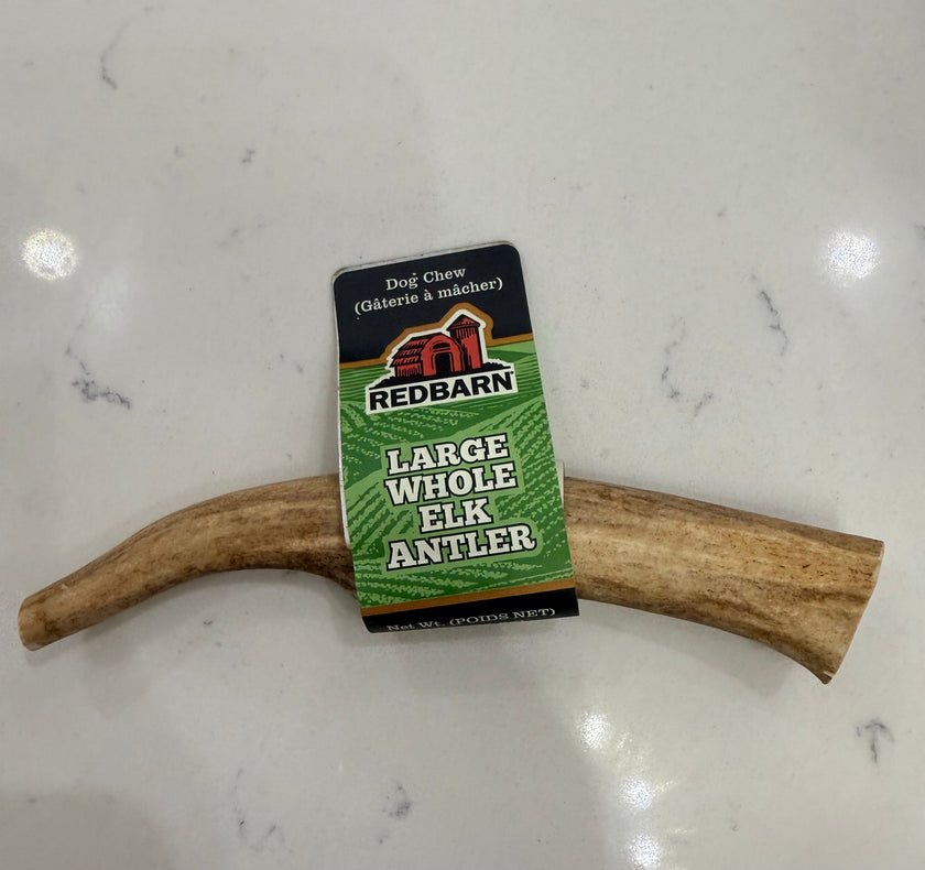 Redbarn Large Whole Elk Antler