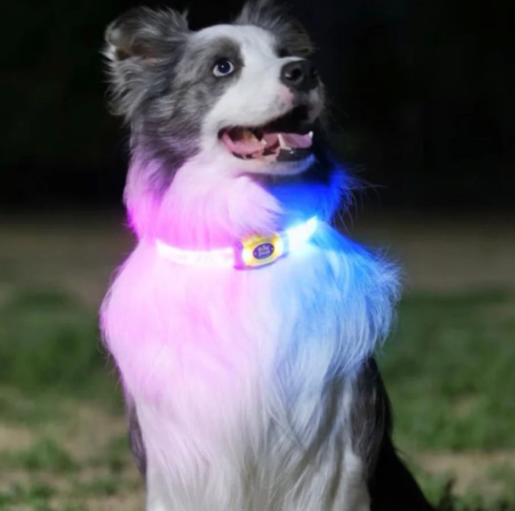 LaRoo Night Light Jelly Collar for Dogs / Cats