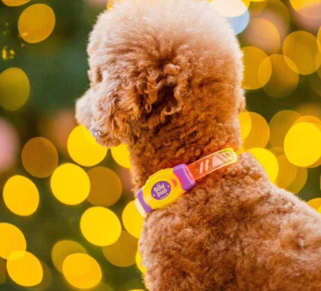 LaRoo Night Light Jelly Collar for Dogs / Cats