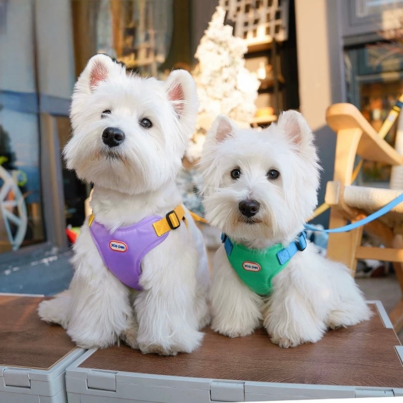 Harness + 4.9 Ft Leash Set