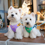 Harness + 4.9 Ft Leash Set