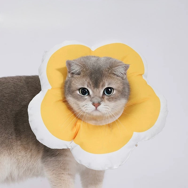 Elizabeth Collar