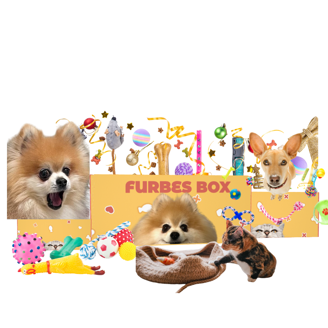 Monthly Furbes Box (1 year commitment) $20 per month