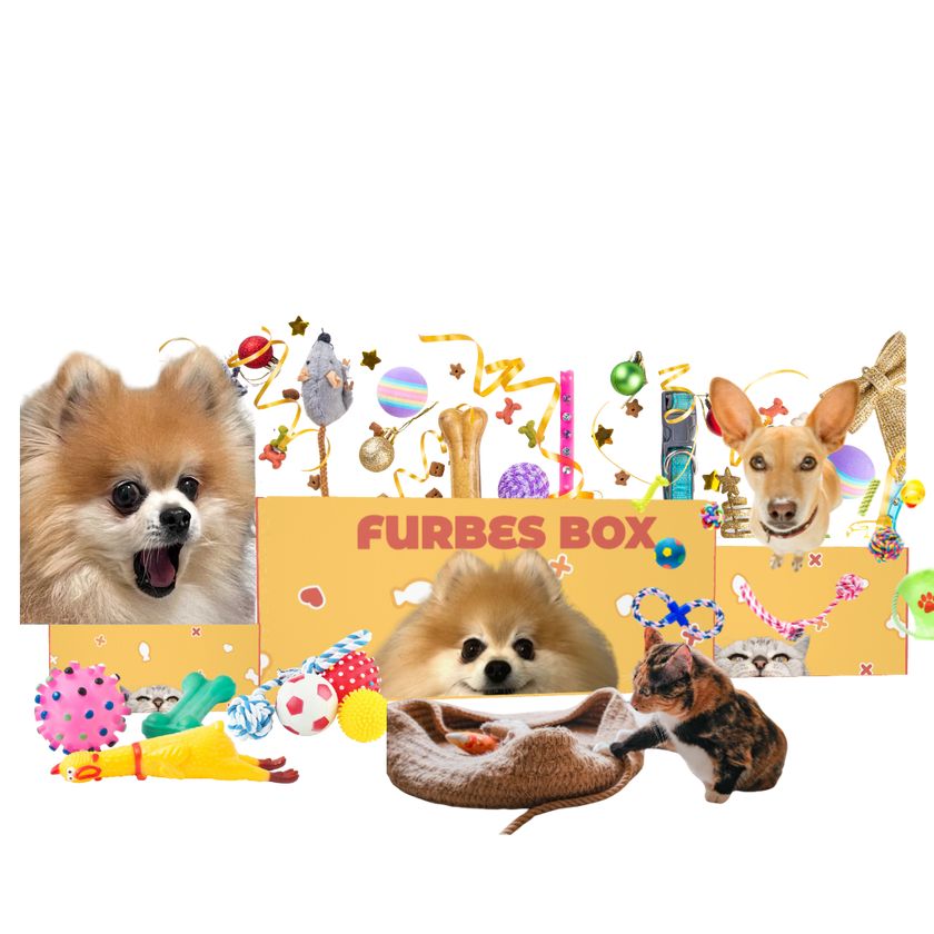Monthly Furbes Box (1 year commitment) $20 per month