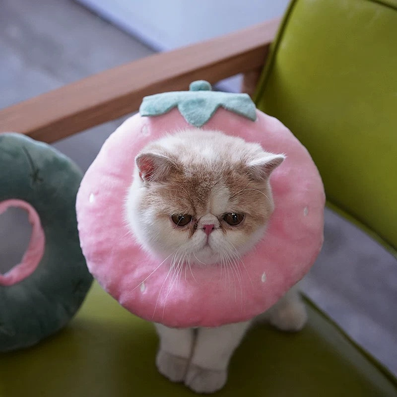 Cat Elizabeth Collar
