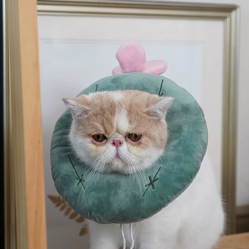 Cat Elizabeth Collar