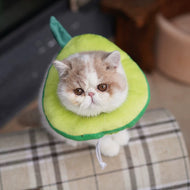 Cat Elizabeth Collar