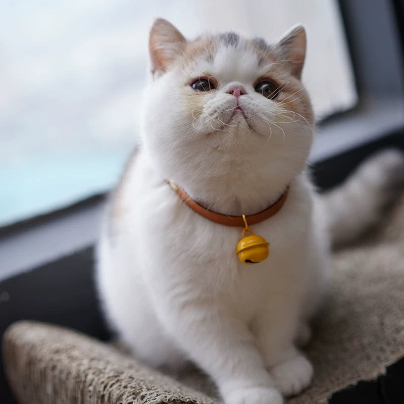 Cat Bell Collar