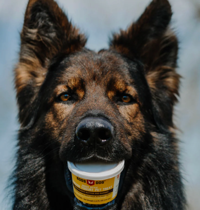 Boss Dog & Cat Greek Style Frozen Yogurt for Dogs and Cats, Frozen