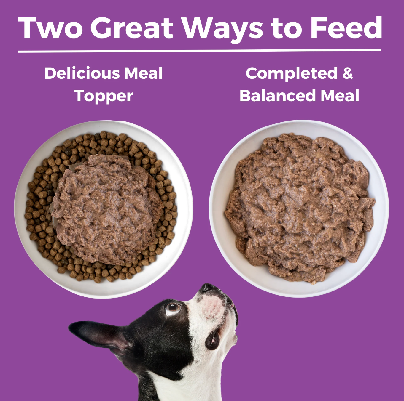 Koha Kangaroo Dog Food: Limited Ingredient Diet Kangaroo Entrée for Dogs 13 oz Can