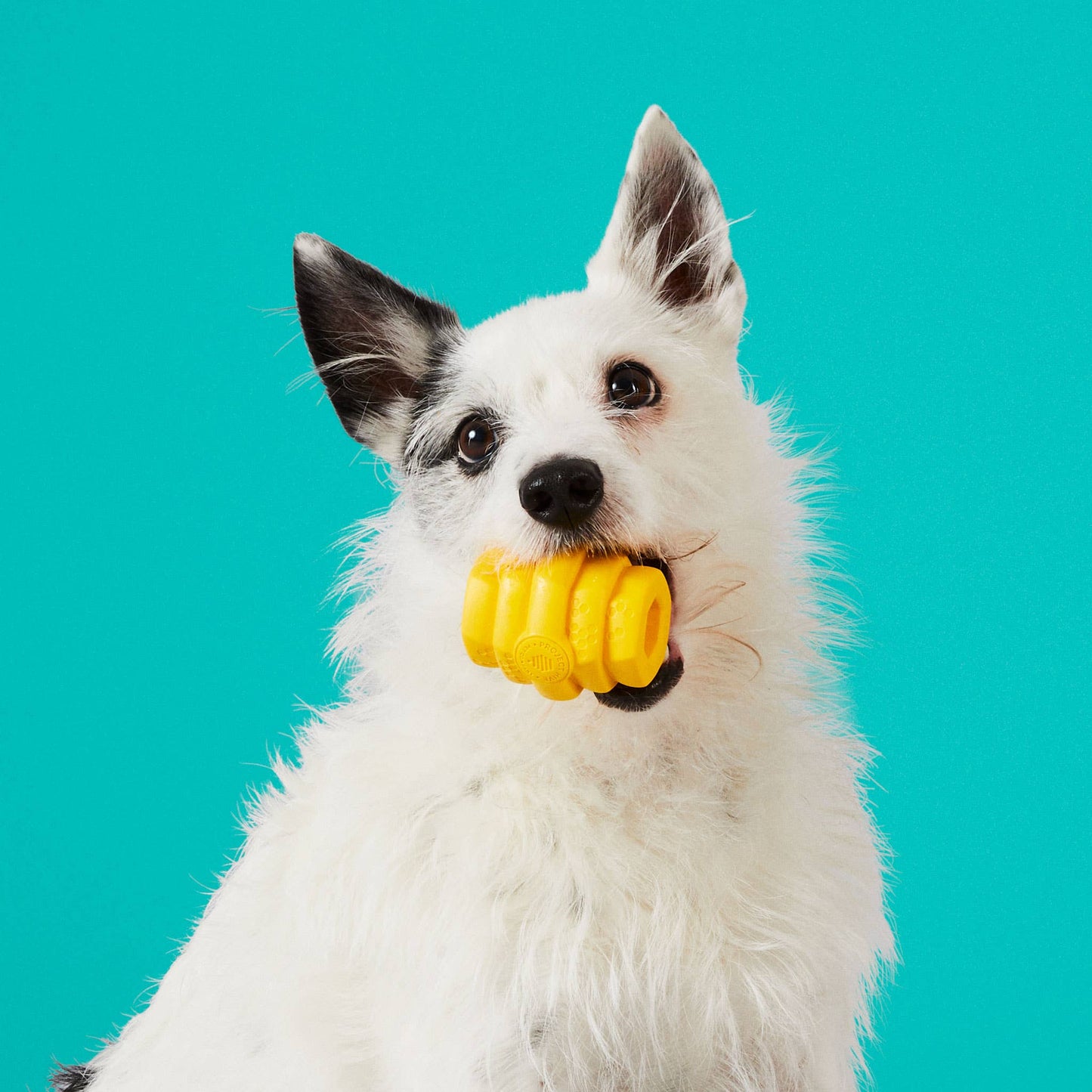 Project Hive Chew Toy Yellow Small