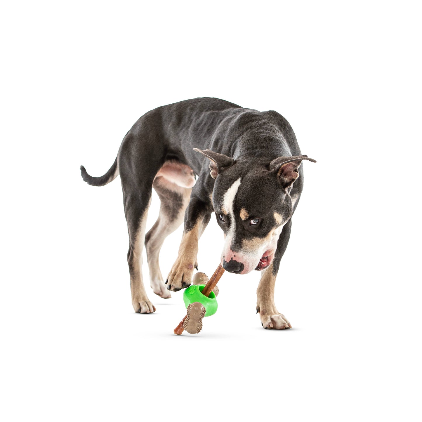 GURU Pet Company Adjust-A-Chew Dental Dog Toy Medium