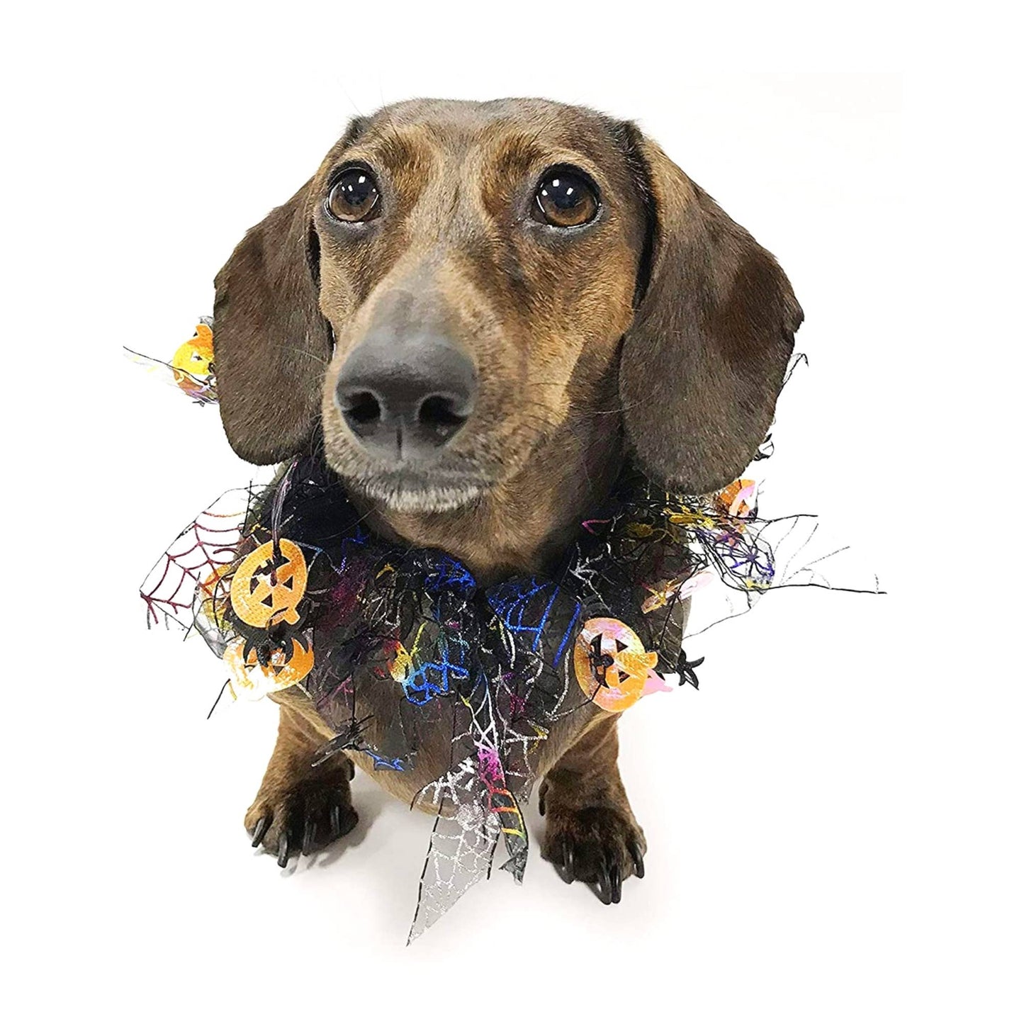 Midlee Pumpkin & Spider Web Halloween Decorative Dog Collar