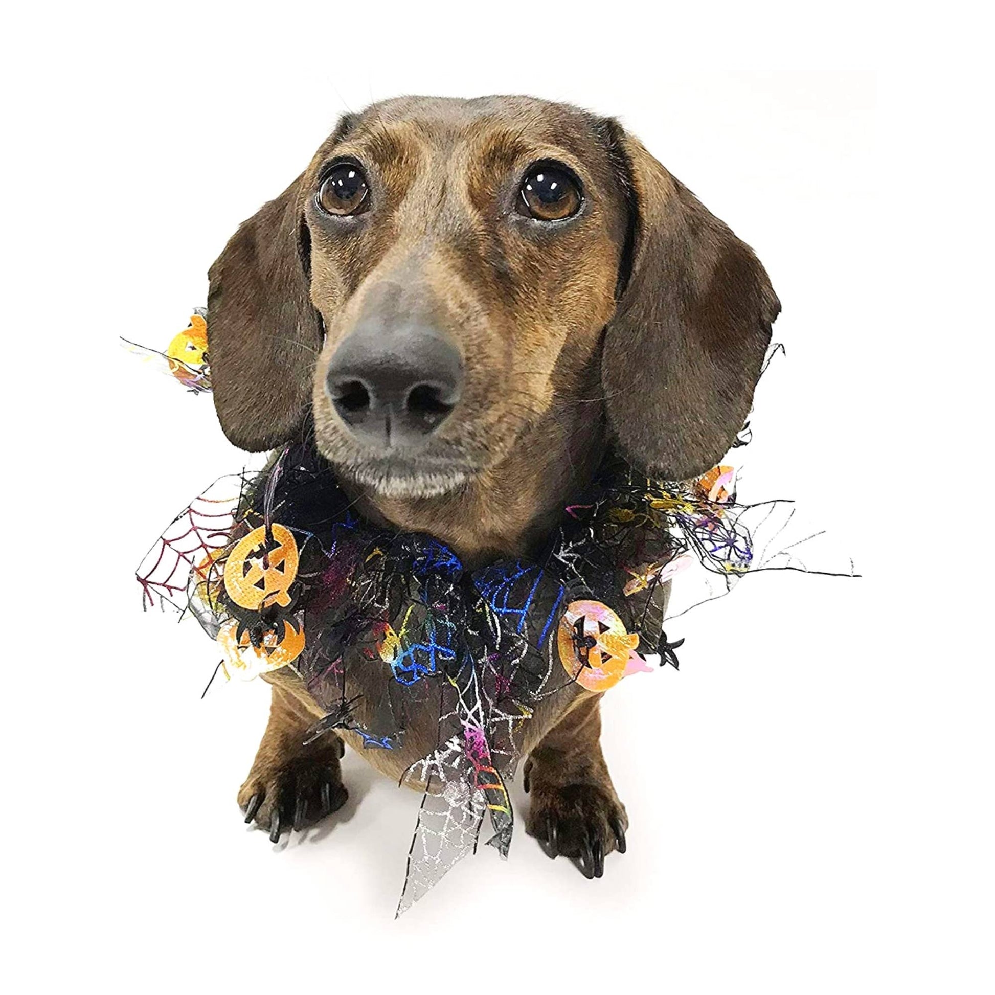 Midlee Pumpkin & Spider Web Halloween Decorative Dog Collar