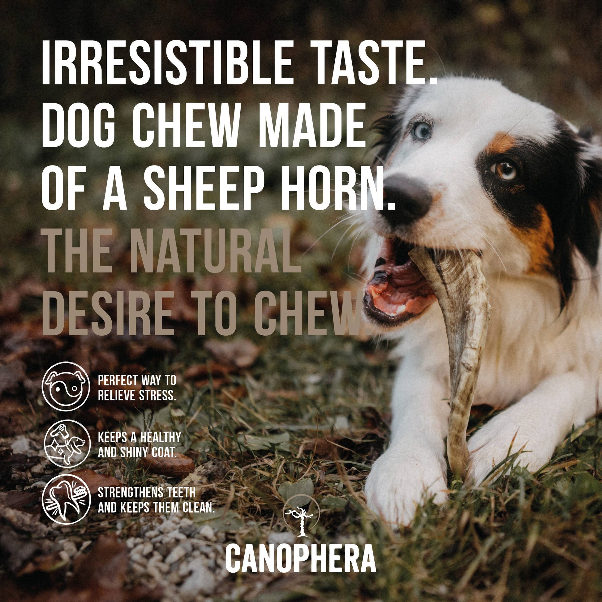 Sheep Horn Dog Chews 1ct random size