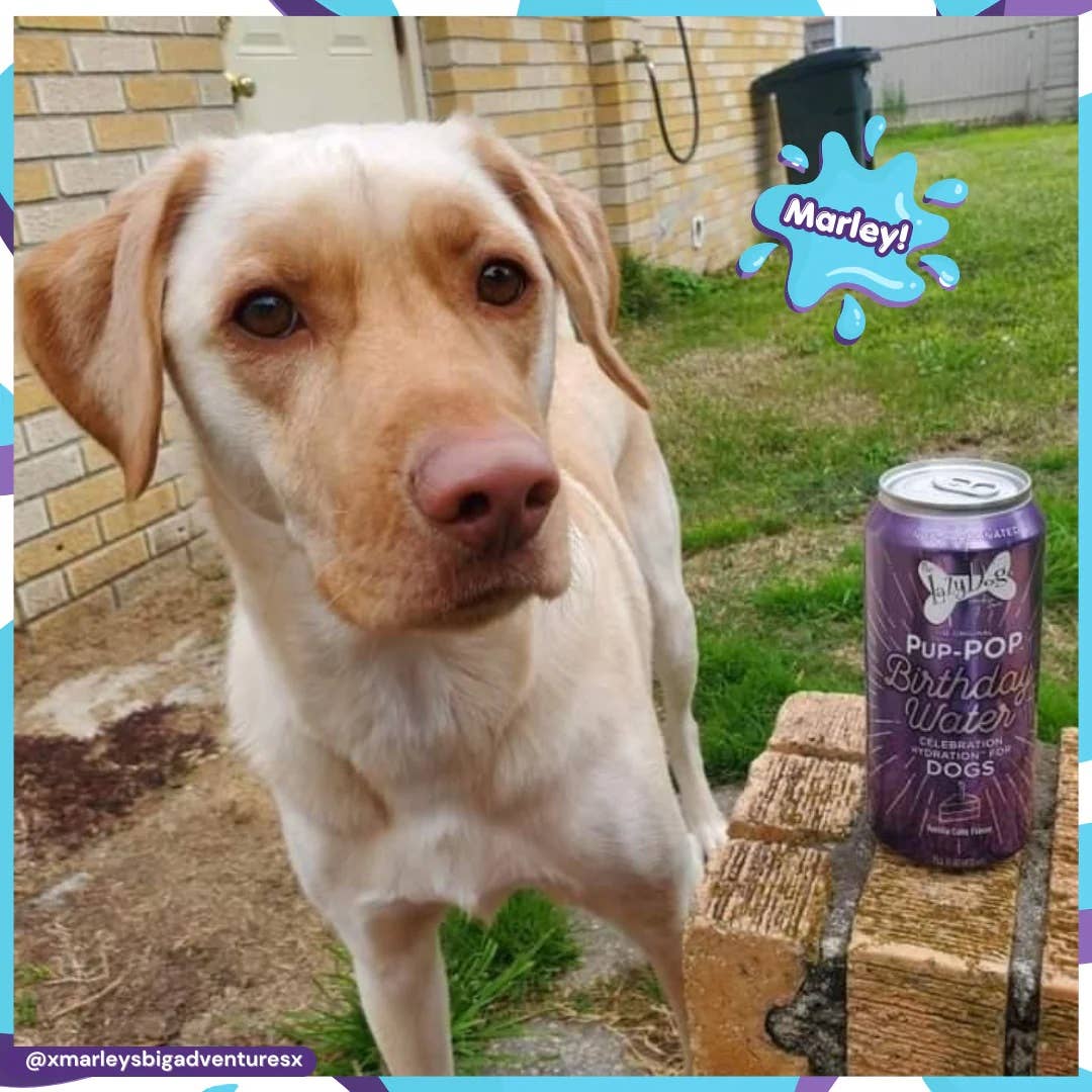 Lazy Dog Pup-POP Birthday Water Vanilla Cake Flavor 1ct