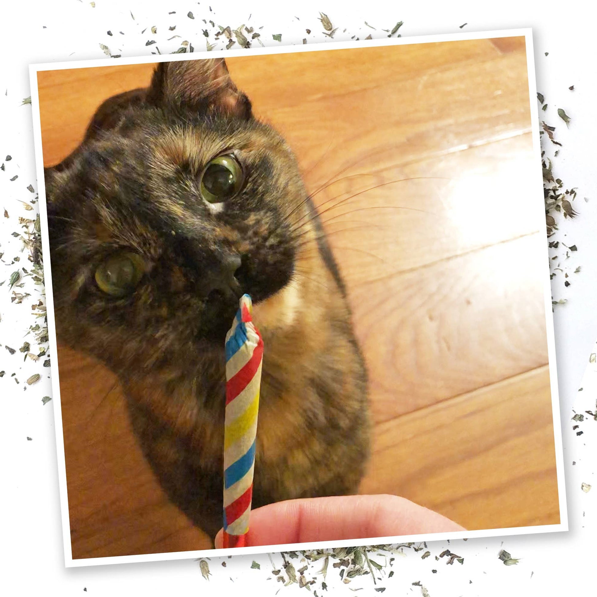 Meowijuana Birthjays - Party Sized Catnip Joints