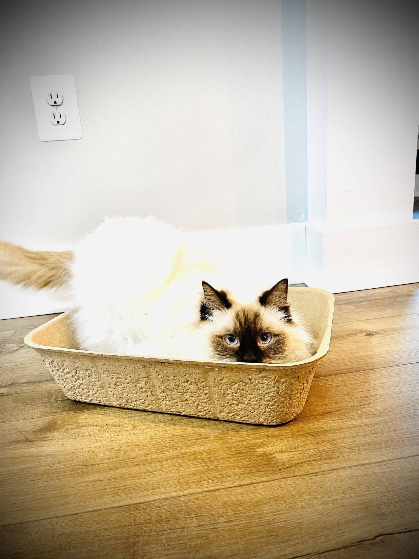 Midlee Disposable Cat Litter Boxes - 5 Pack