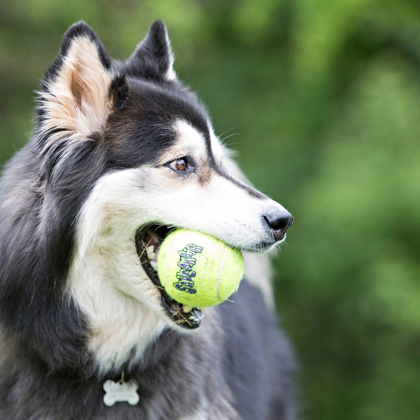 KONG® SqueakAir® Ball Dog Fetch Toy Medium