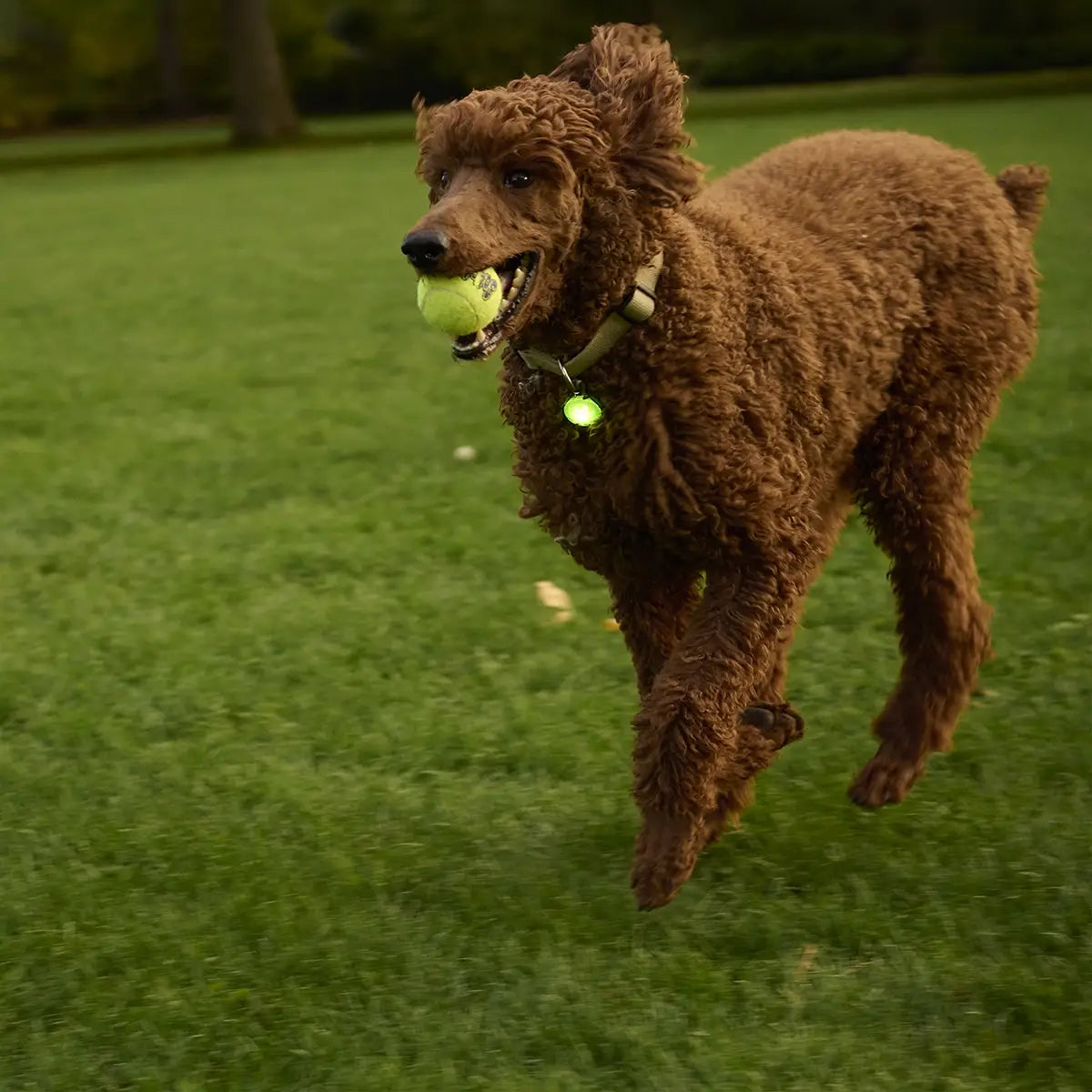 Nite Ize SpotLit® Rechargeable Collar Light - Green