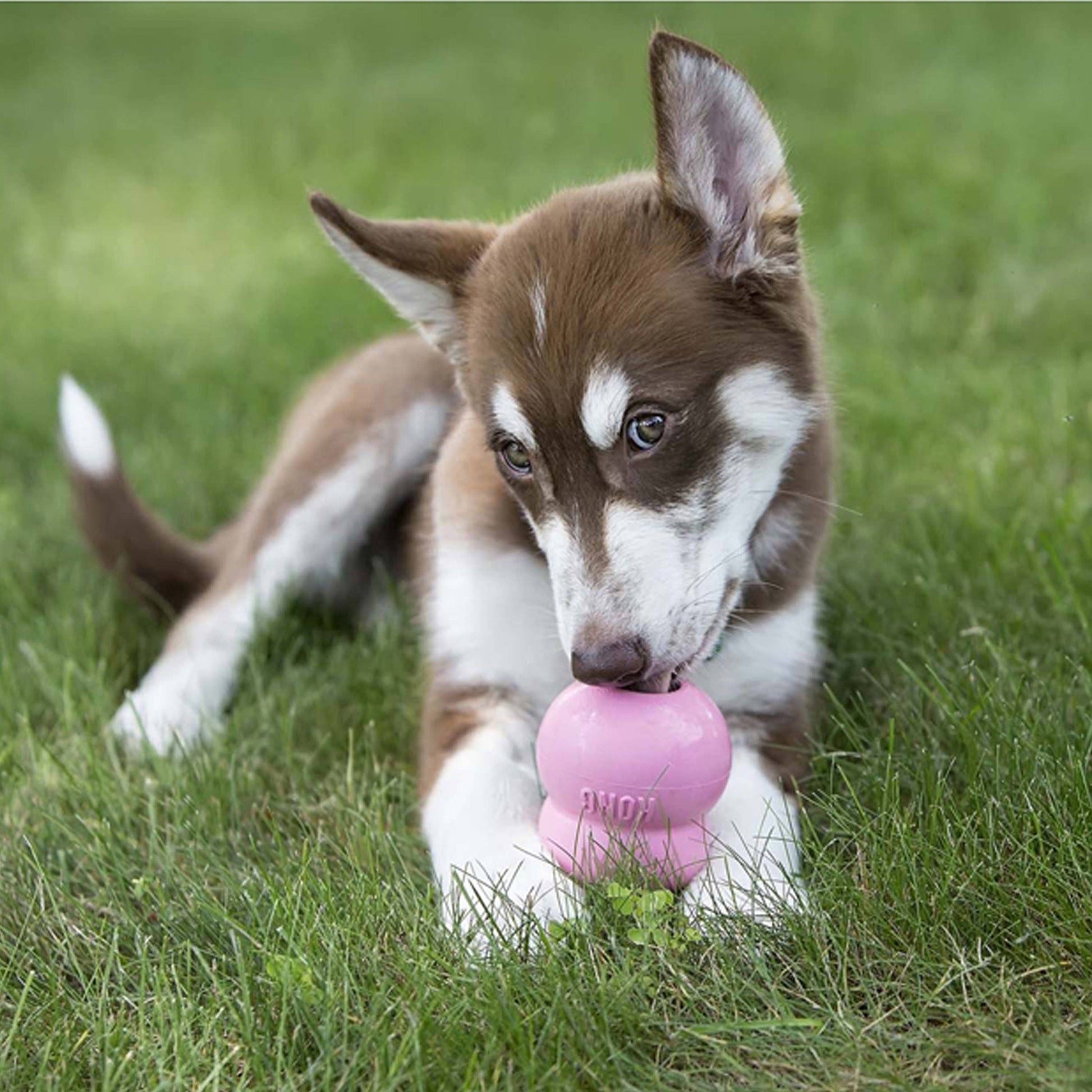 KONG® Easy Treat® Puppy 8 oz