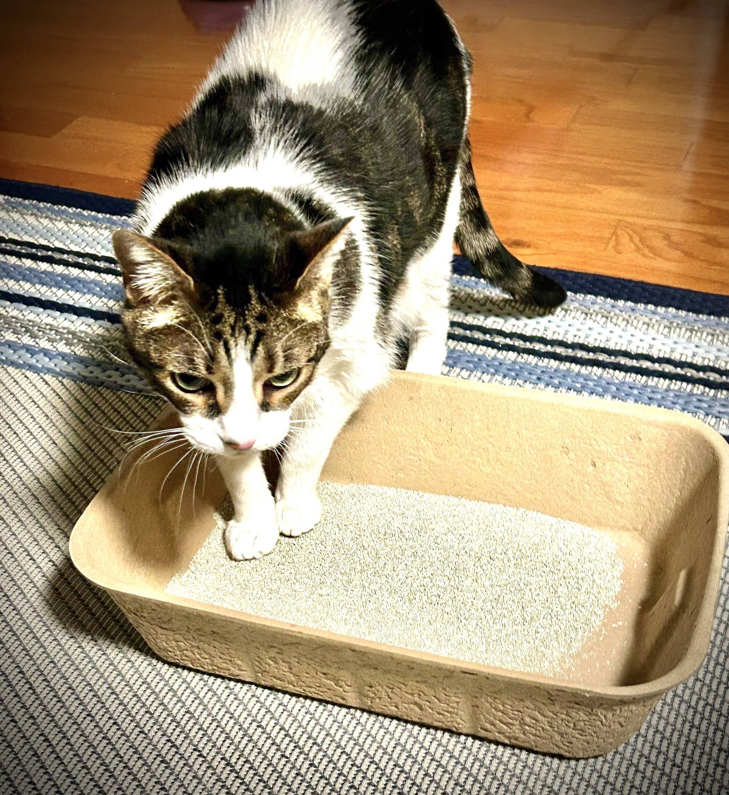 Midlee Disposable Cat Litter Boxes - 5 Pack