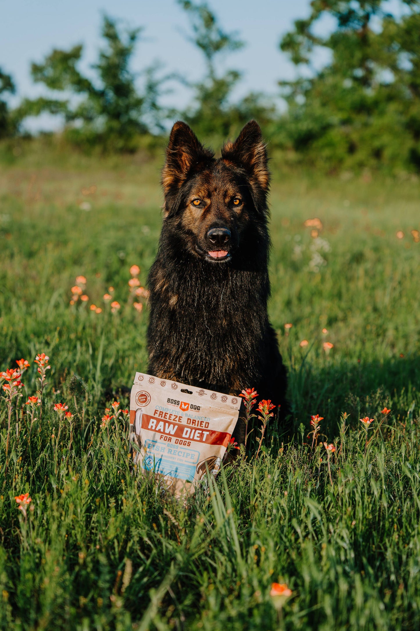 Boss Dog Freeze Dried Raw Diet - Fish (12oz)
