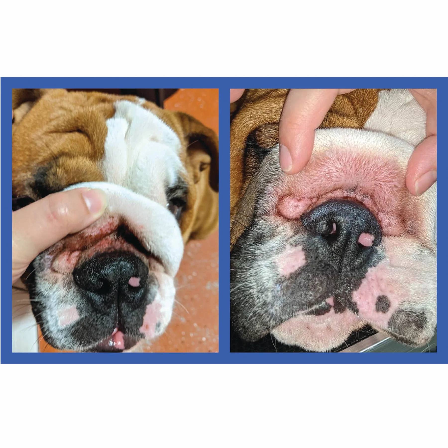 Squishface Applicator