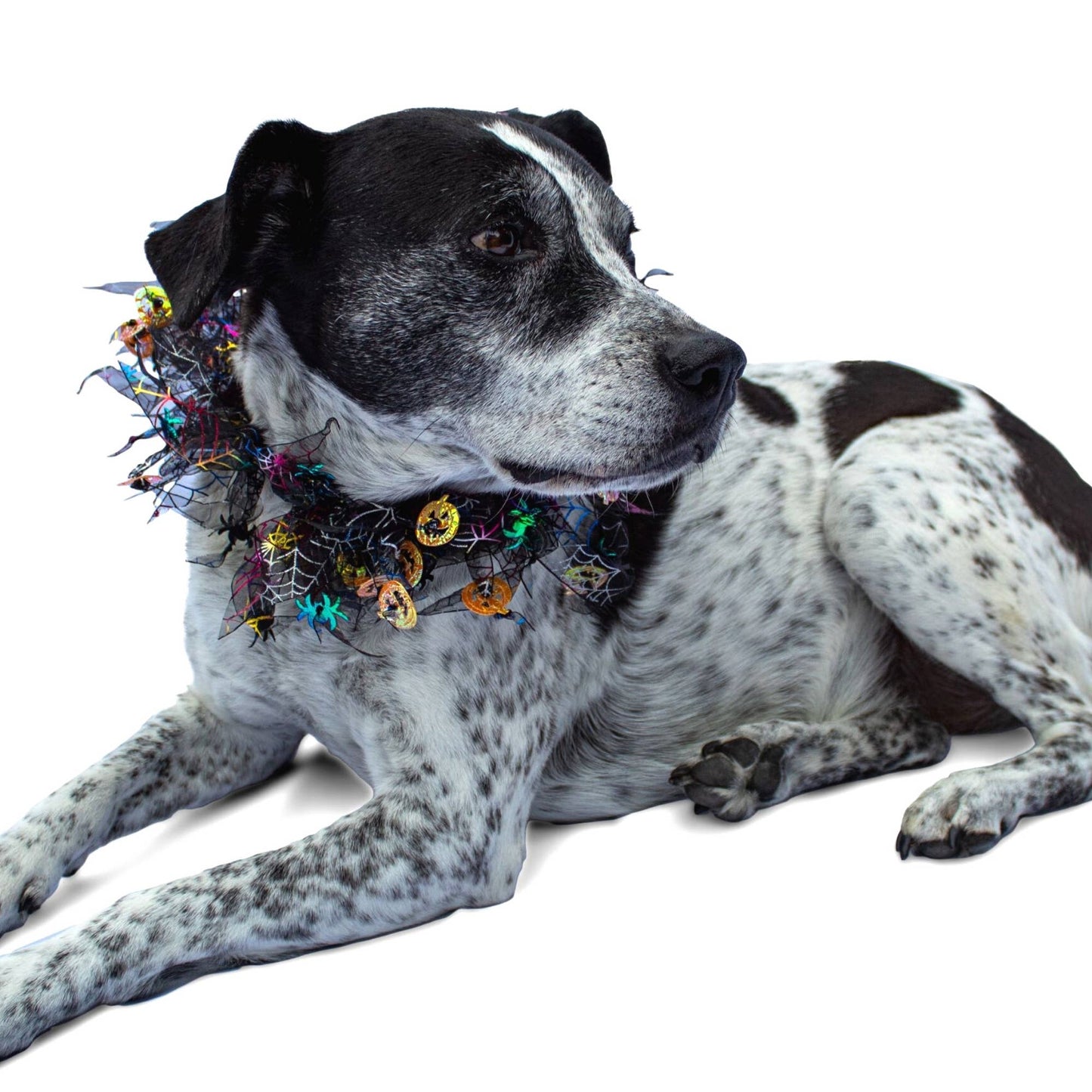 Midlee Pumpkin & Spider Web Halloween Decorative Dog Collar
