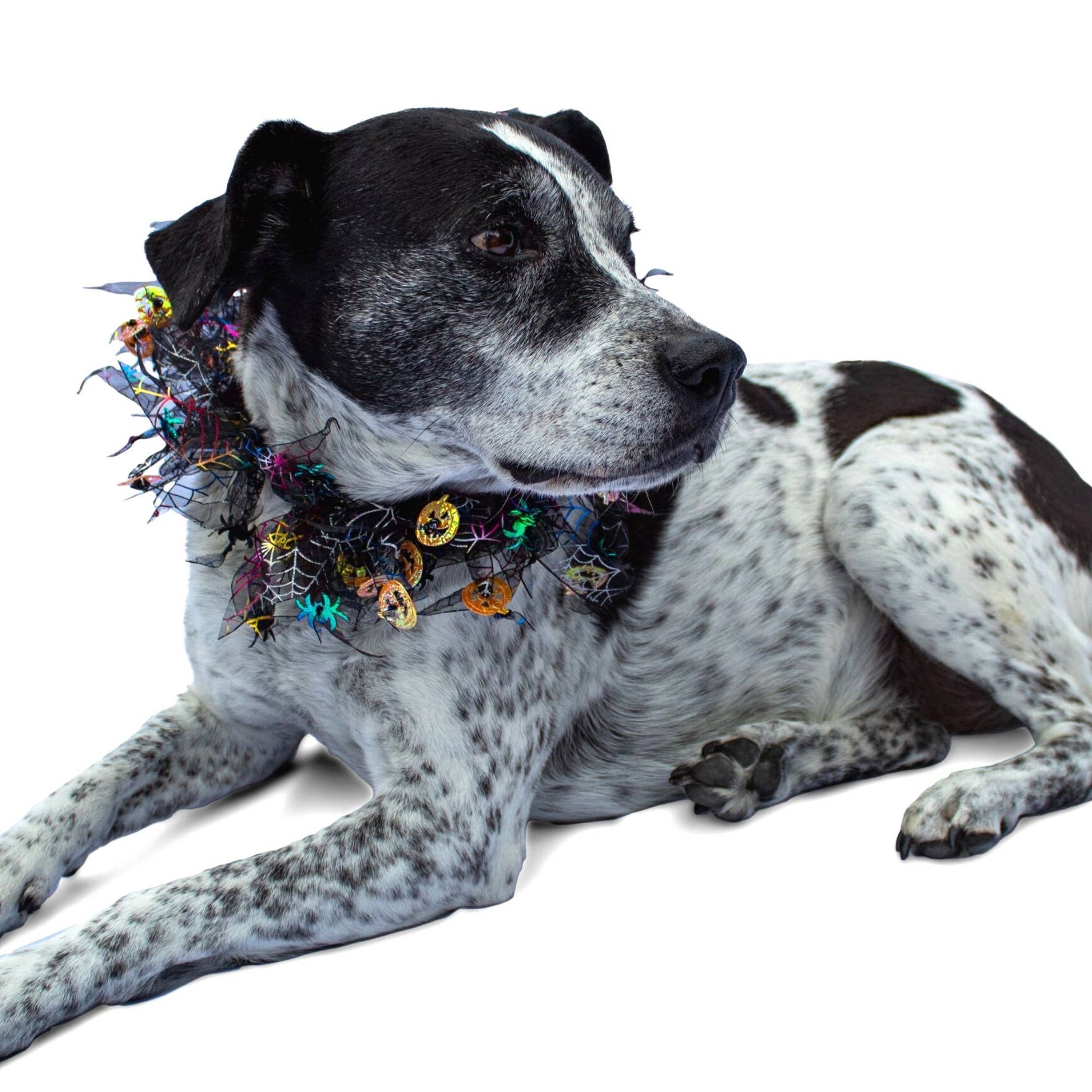 Midlee Pumpkin & Spider Web Halloween Decorative Dog Collar