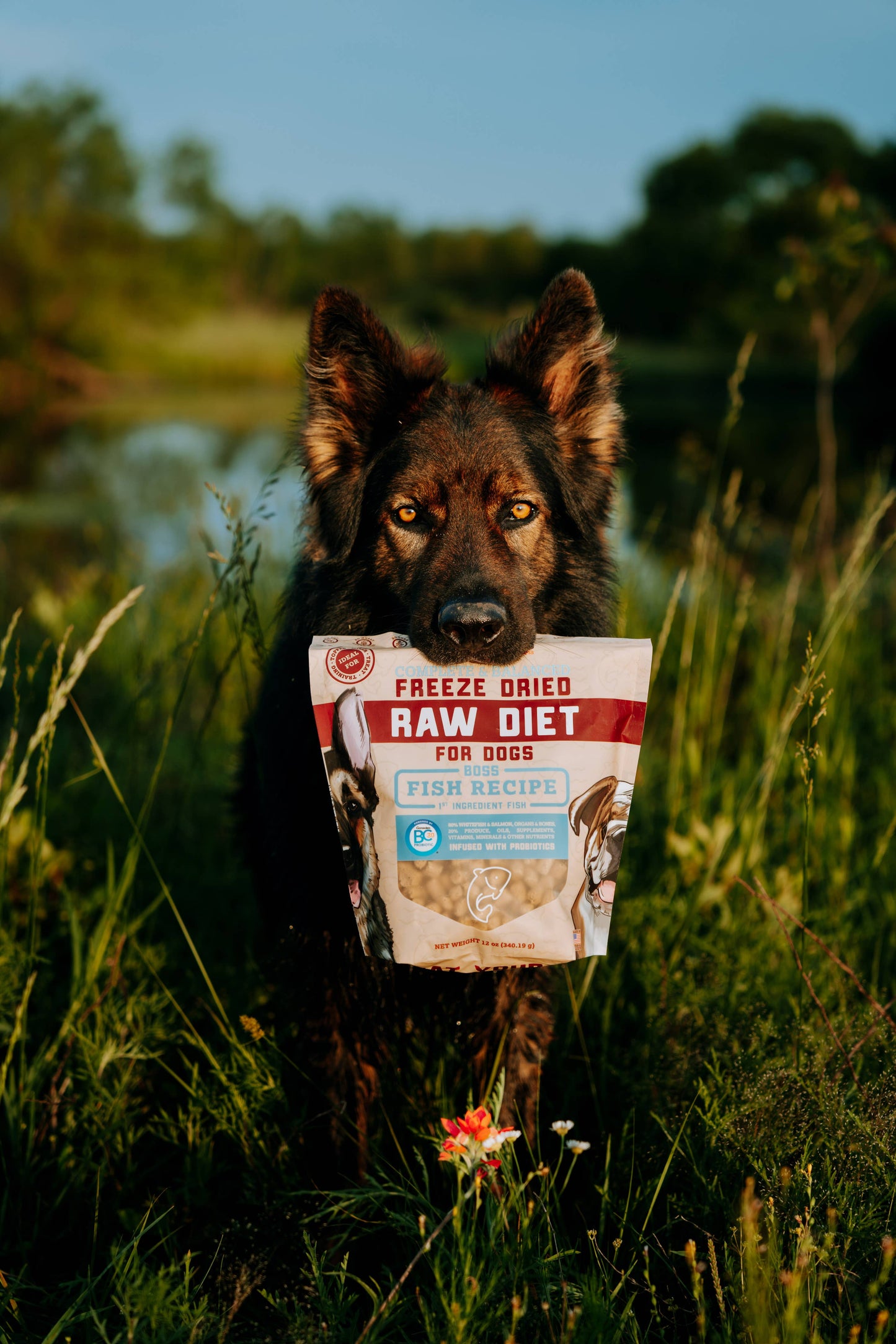 Boss Dog Freeze Dried Raw Diet - Fish (12oz)