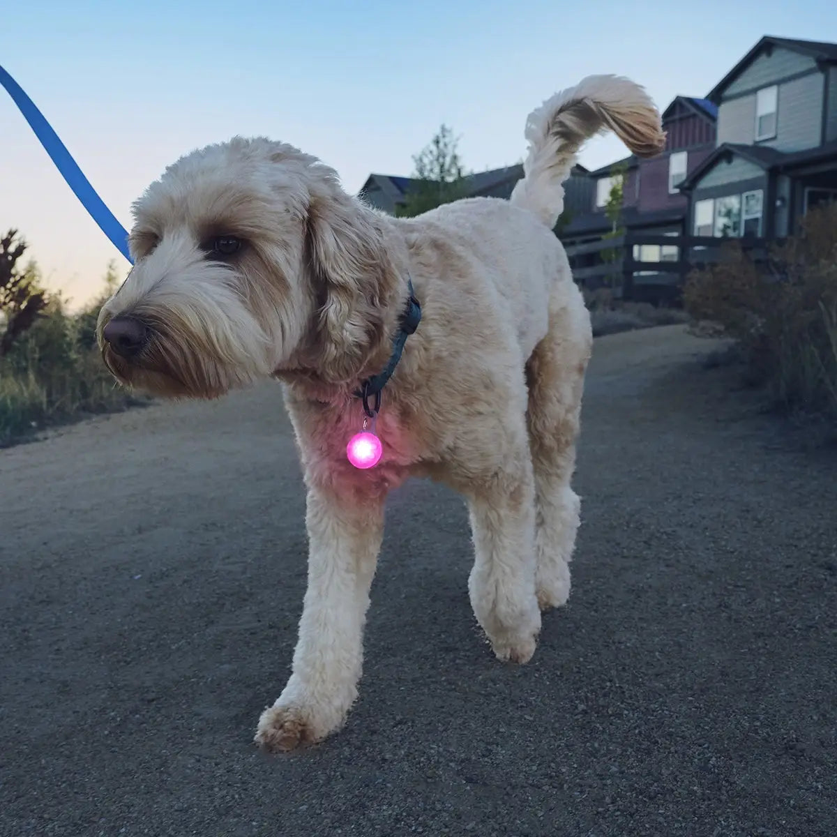 Nite Ize SpotLit® Rechargeable Collar Light - Pink