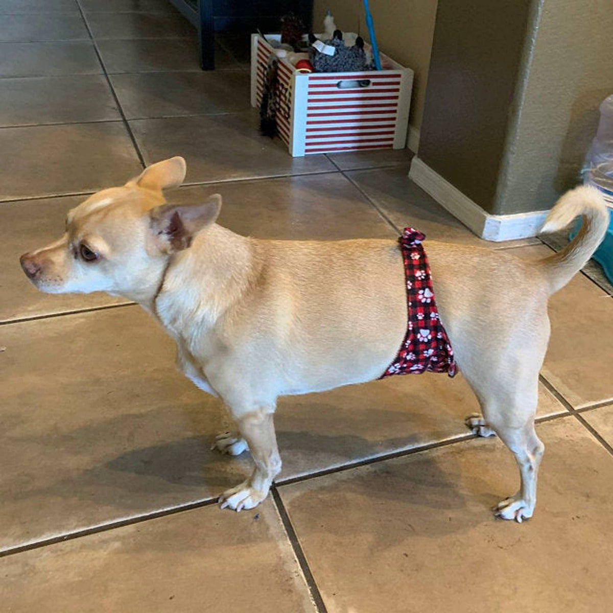 Male Dog Belly Band, Seniors, Potty Training, Buckle Closure