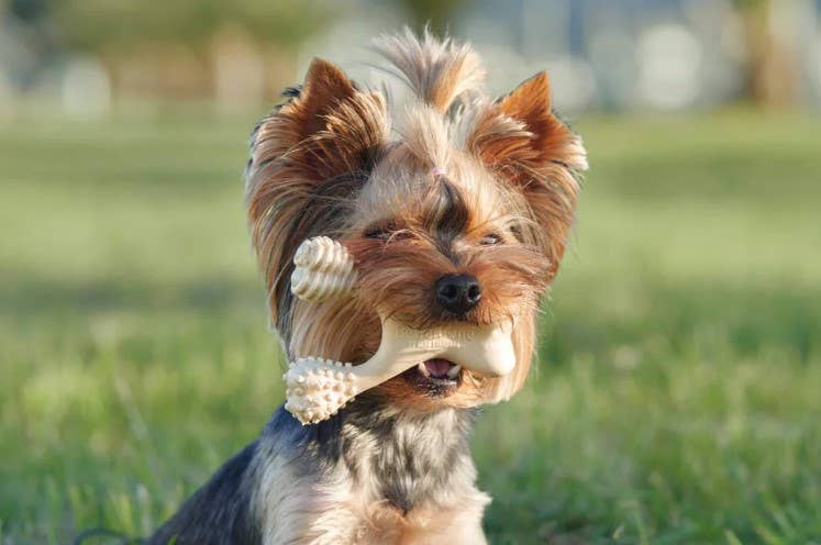 BetterBone Medium Classic Dog Chew Toy Small