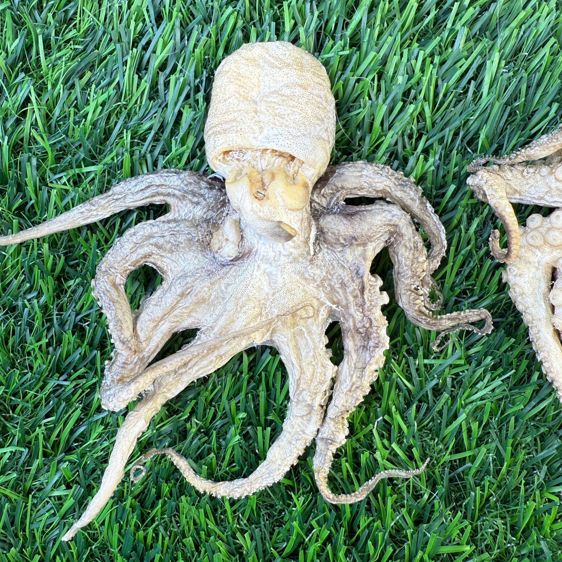 Baby Octopus - Bag of 5 - Freeze Dried Treats for Dogs & Cat