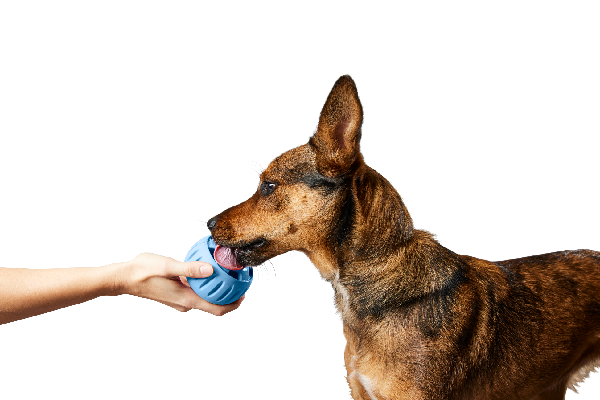 The Pupsicle - Wholesale Exclusive Color